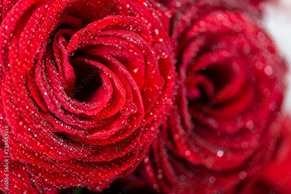 Beautiful bouquet of red roses, love and romance concept Beautiful bouquet of red roses, love and romance concept