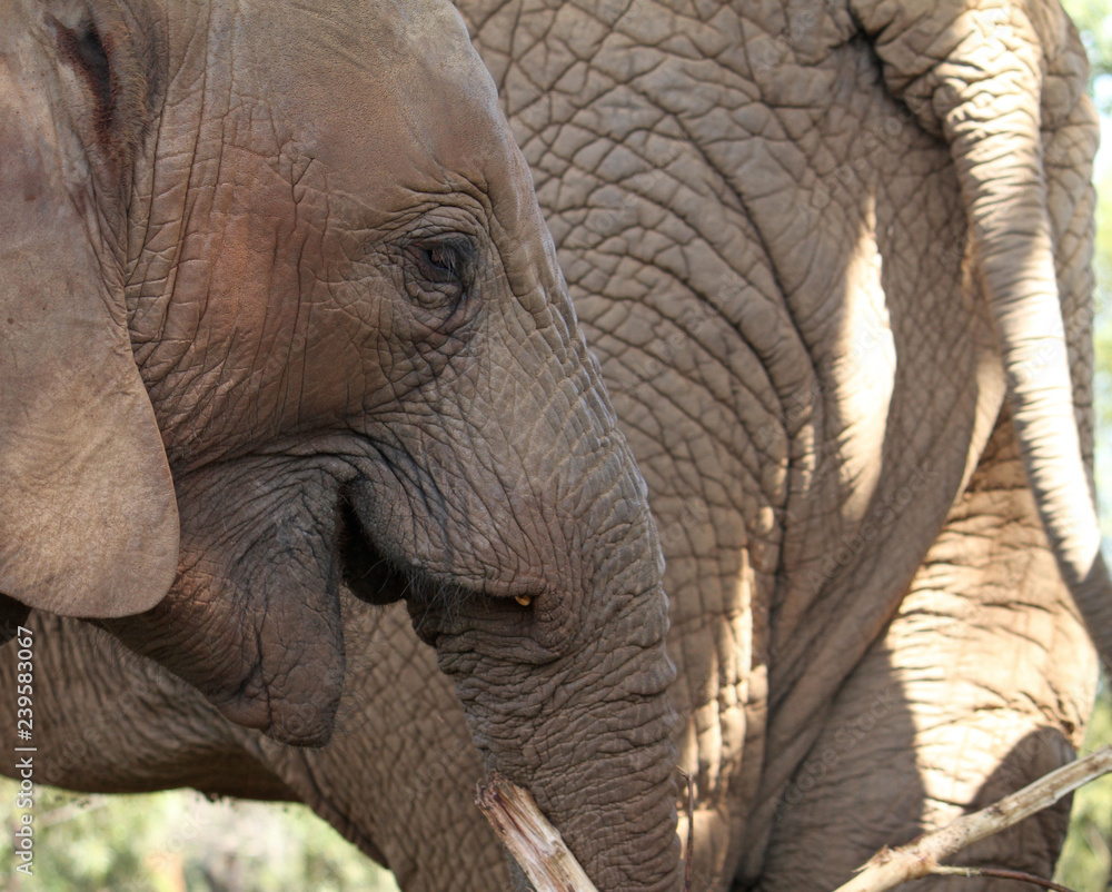 Fototapeta premium Getting close to an elephant family in South Africa
