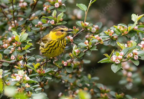 Cape May warbler perched in spring blossoms