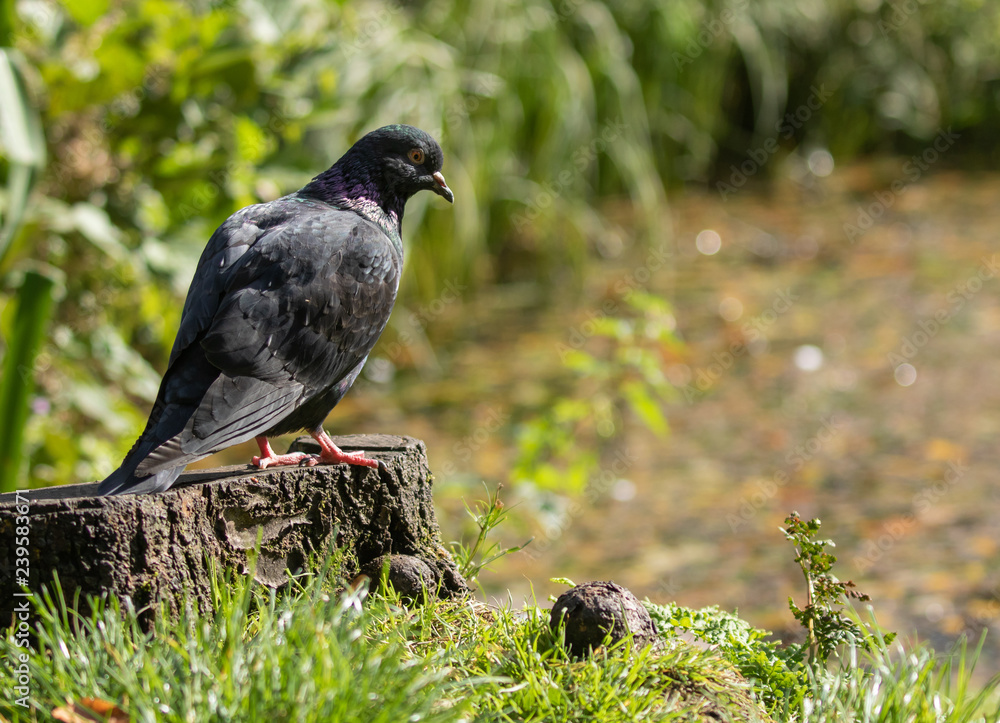 Feral pigeon in morning light by park pond Feral pigeon in morning light by park pond