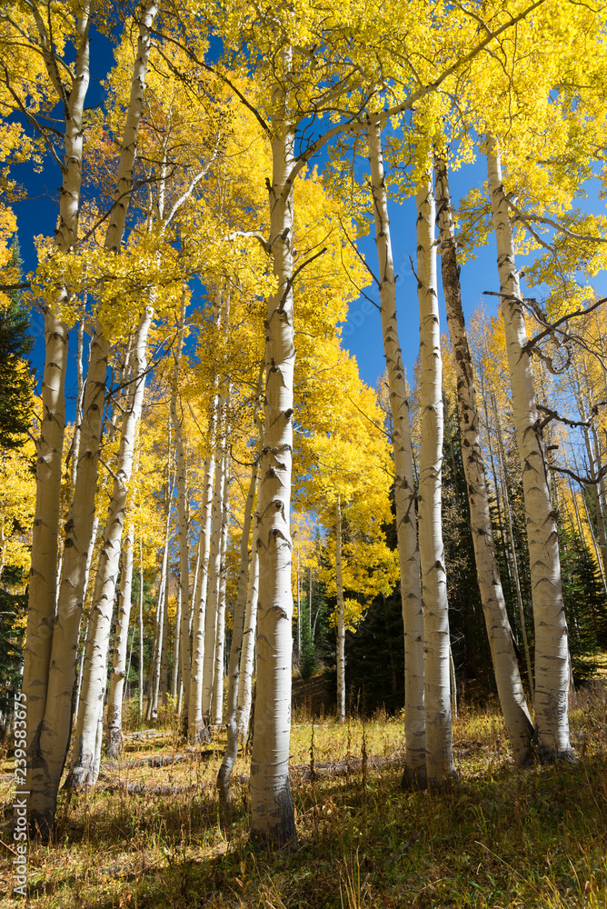 Aspen Trees with Vibrant Yellow Leaves