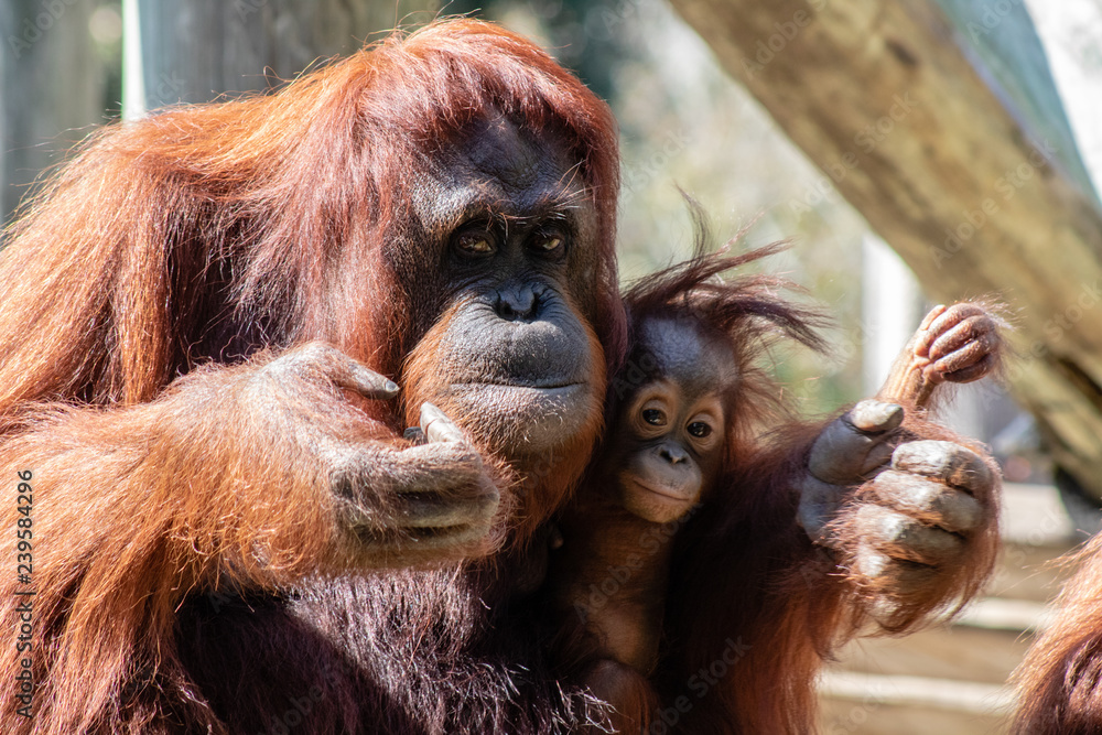 Obraz premium Mother and baby bornean orangutan