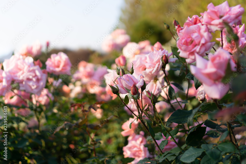 Pink roses in flower garden against the sunset sky (spring or summer floral background) Pink roses in flower garden against the sunset sky (spring or summer floral background)