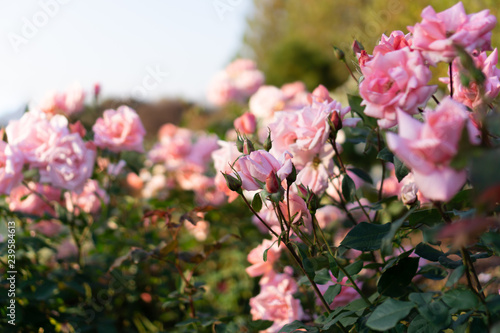 Pink roses in flower garden against the sunset sky (spring or summer floral background)
