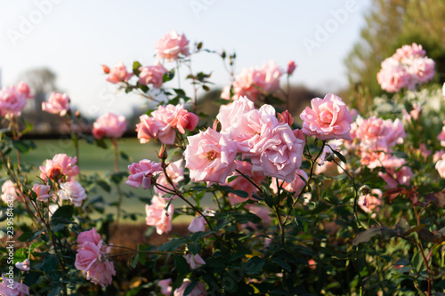 Pink roses in flower garden against the sunset sky (spring or summer floral background)