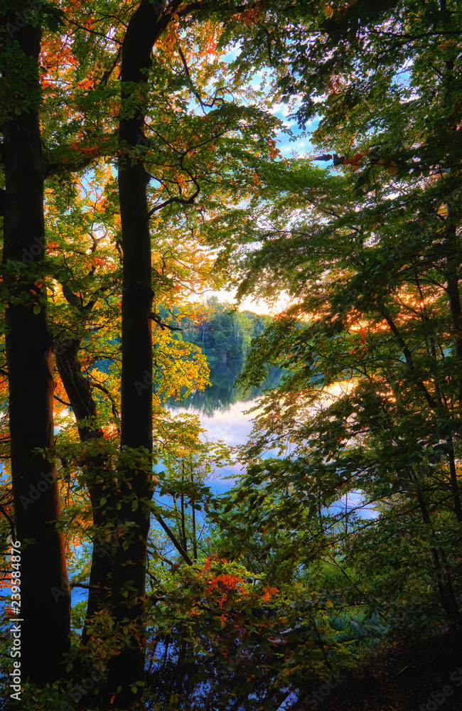 View through the autumn forest on the lake.