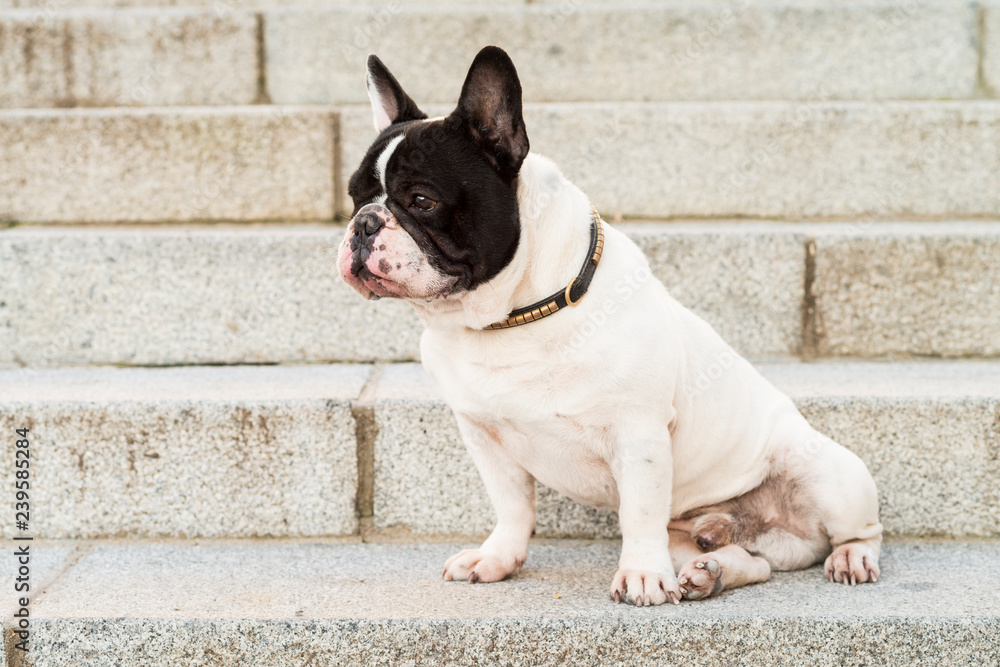 Dog sitting on a stairs.