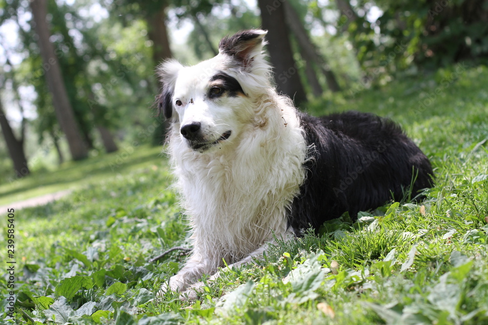 dog laying on grass