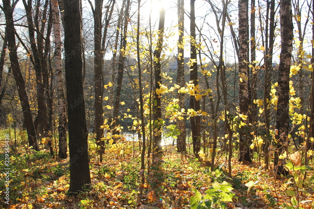 Autumn landscape. Forest, river, sun Autumn landscape. Forest, river, sun