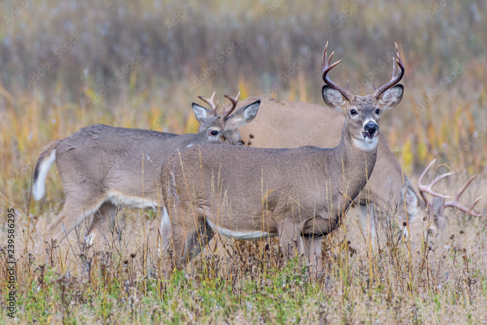 Wild Deer on the High Plains of Colorado Wild Deer on the High Plains of Colorado