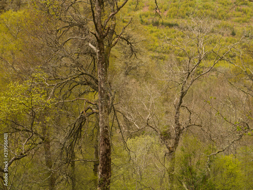spring in dense woods in scotland
