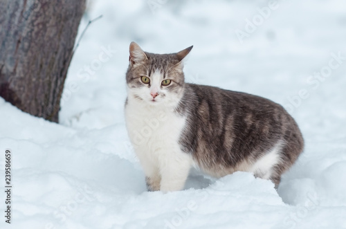 Portrait of a gray cat in the snow