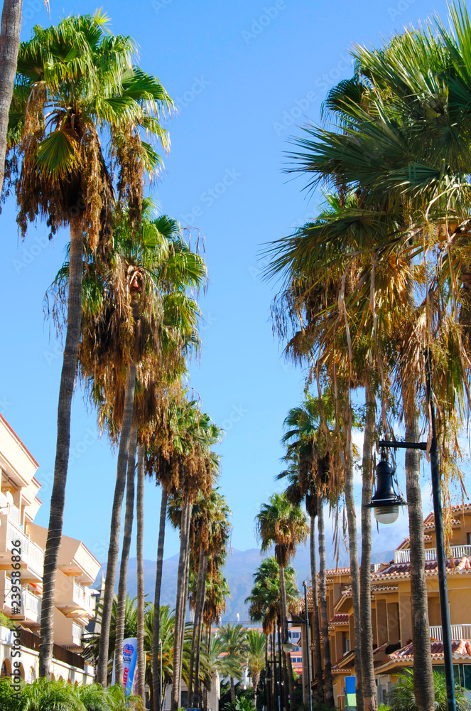 houses with palms nearby on Tenerife, one of the canary islands