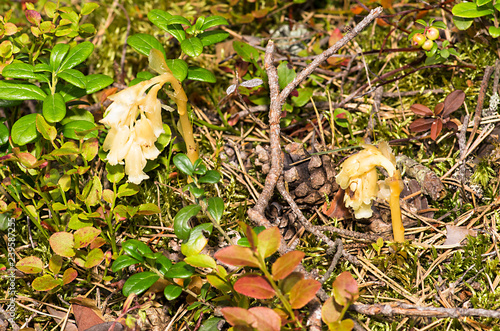 Monotropa hypopitys photo