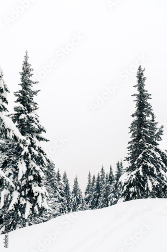 Winter forest, white trees inspiring landscape © blas