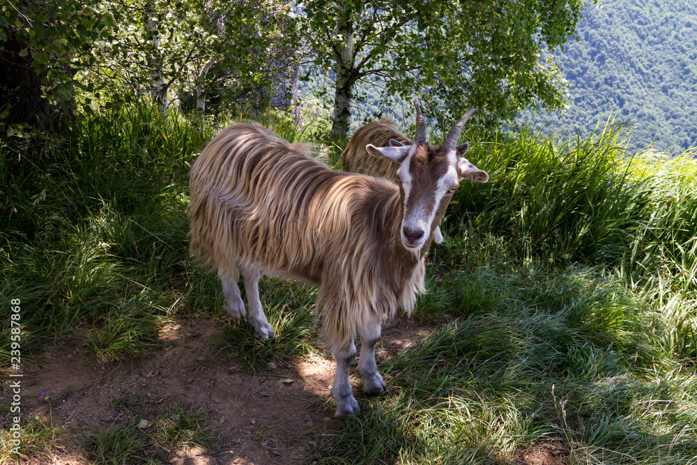 Fototapeta premium Fauna tipica, Piani d'Erna, Lombardia