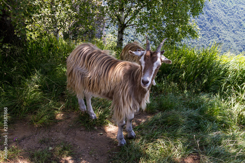 Fauna tipica, Piani d'Erna, Lombardia photo