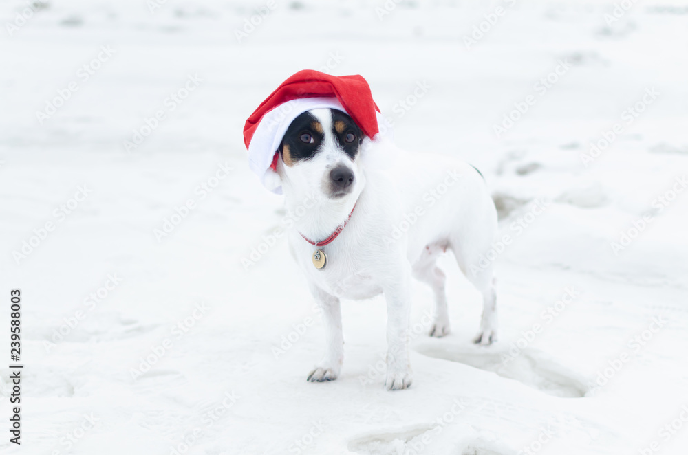 Photo of young Jack Russell Terrier in Santa's cap on the white background. Happy New Year. Walk on a frosty winter day on the open field. Snowy winter