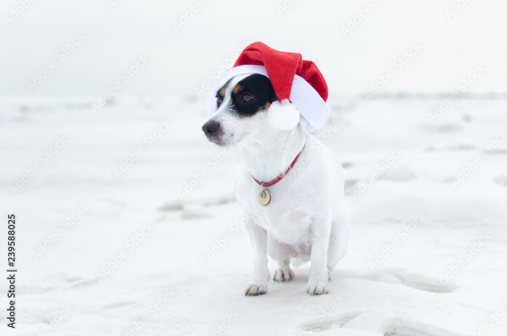 Photo of young Jack Russell Terrier in Santa's cap on the white background. Happy New Year. Walk on a frosty winter day on the open field. Snowy winter Photo of young Jack Russell Terrier in Santa's cap on the white background. Happy New Year. Walk on a frosty winter day on the open field. Snowy winter