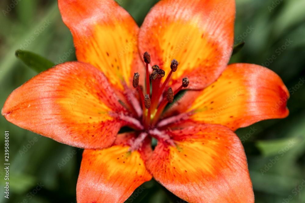 Flora tipica, Piani d'Erna, Lombardia