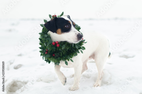 Fototapeta Naklejka Na Ścianę i Meble -  Photo of young Jack Russell Terrier in a Christmas wreath on the white background. Merry Christmas. Walk on a frosty winter day on the open field. Snowy winter