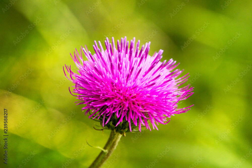Flora tipica, Piani d'Erna, Lombardia Flora tipica, Piani d'Erna, Lombardia
