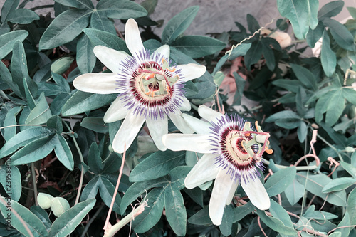 Passionflower varieties 'Lady Margaret' - a flower in the rainforest photo