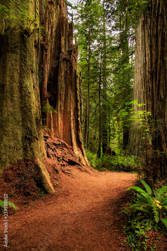 A Trail In The Redwoods