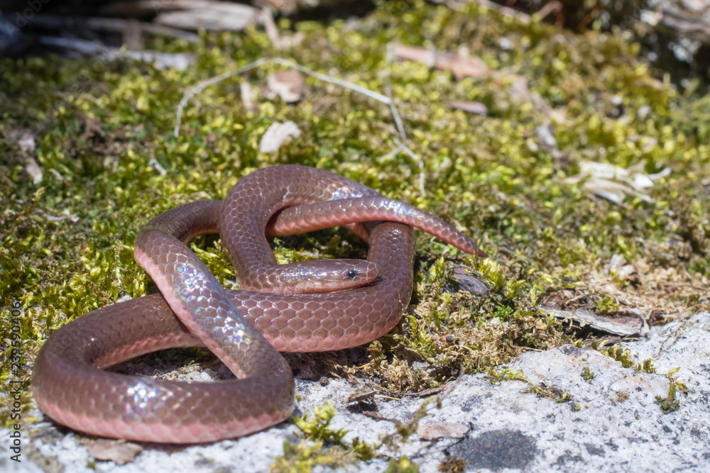 Fototapeta premium Eastern worm snake on mossy rock - Carphophis amoenus