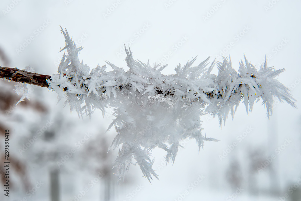 Fototapeta premium Oak Branch Covered With Snow and Hoar Frost