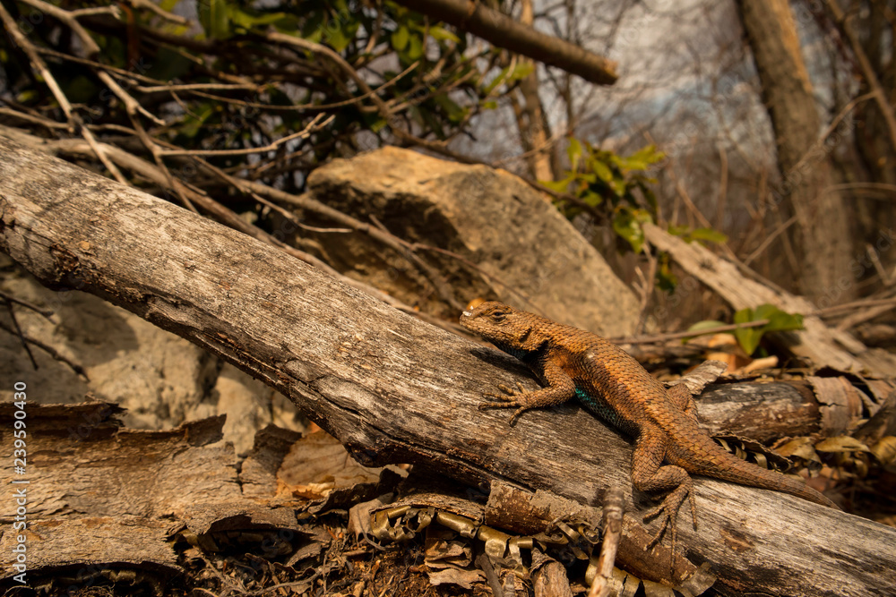 Male fence lizard - Sceloporus undulatus Male fence lizard - Sceloporus undulatus