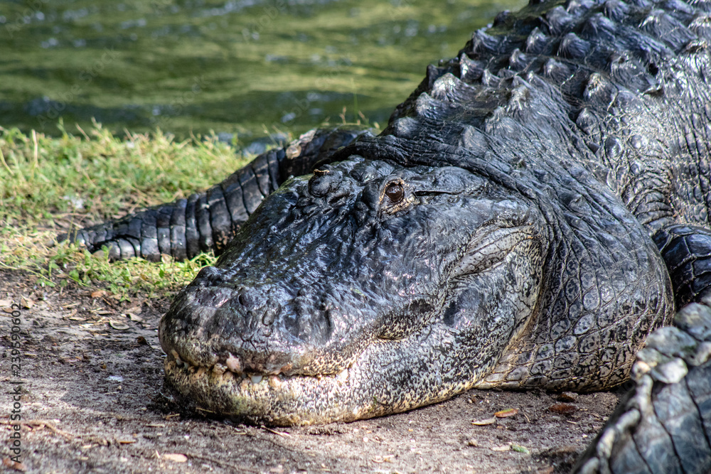 Fototapeta premium American alligator