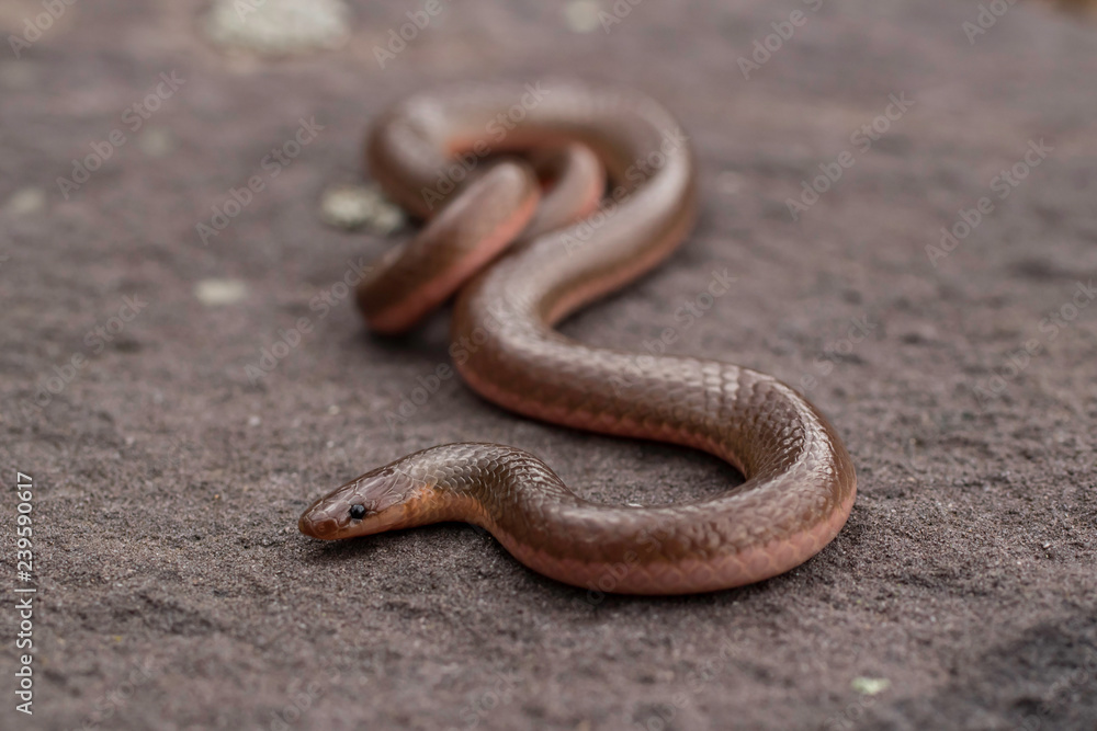 Eastern worm snake on red shale - Carphophis amoenus Eastern worm snake on red shale - Carphophis amoenus
