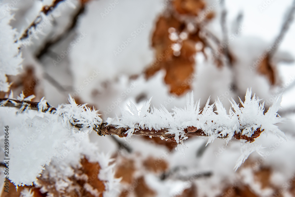 Fototapeta premium Oak Branch Covered With Snow and Hoar Frost