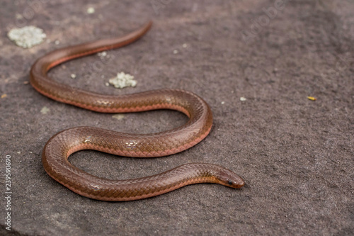 Eastern worm snake on red shale - Carphophis amoenus