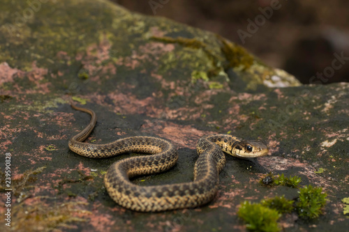 Baby garter snake on colorful rock - Thamphophis sirtalis