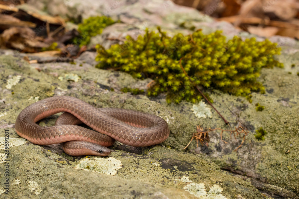 Fototapeta premium Eastern worm snake - Carphophis amoenus