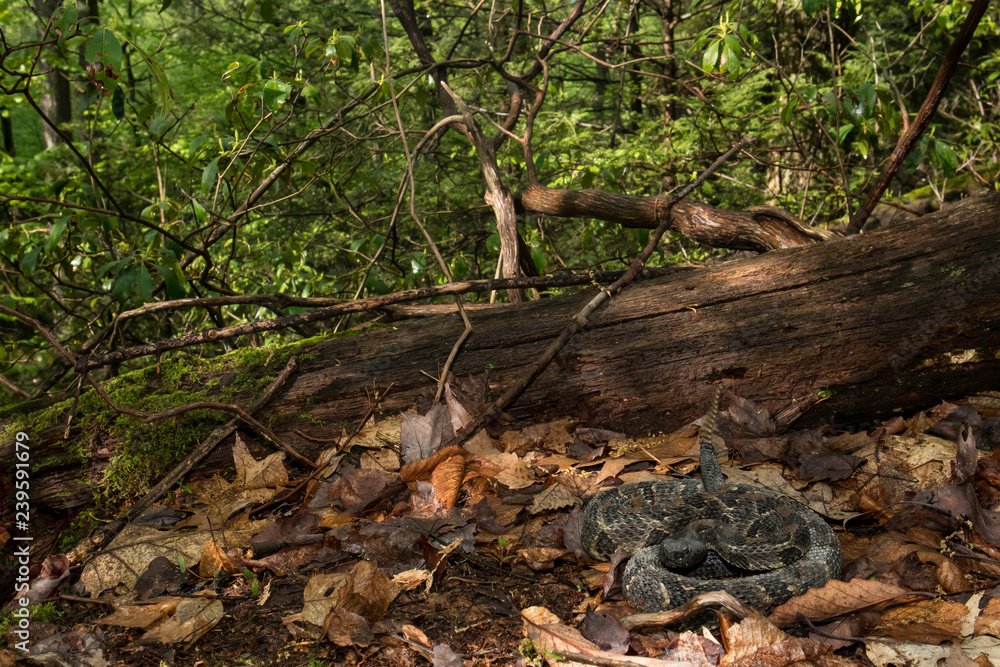 Black phase timber rattlesnake in ambush position - Crotalus horridus Black phase timber rattlesnake in ambush position - Crotalus horridus