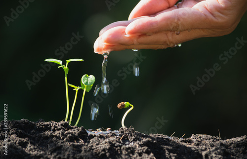 Hand of person watering young tree in the garden with sunshine on nature background.