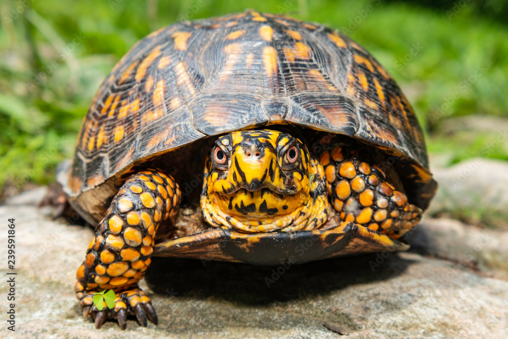 Eastern box turtle - Terrapene carolina carolina Eastern box turtle - Terrapene carolina carolina