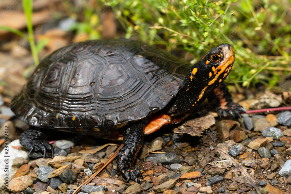 Close up of a spotted turtle - Clemmys insculpta Close up of a spotted turtle - Clemmys insculpta