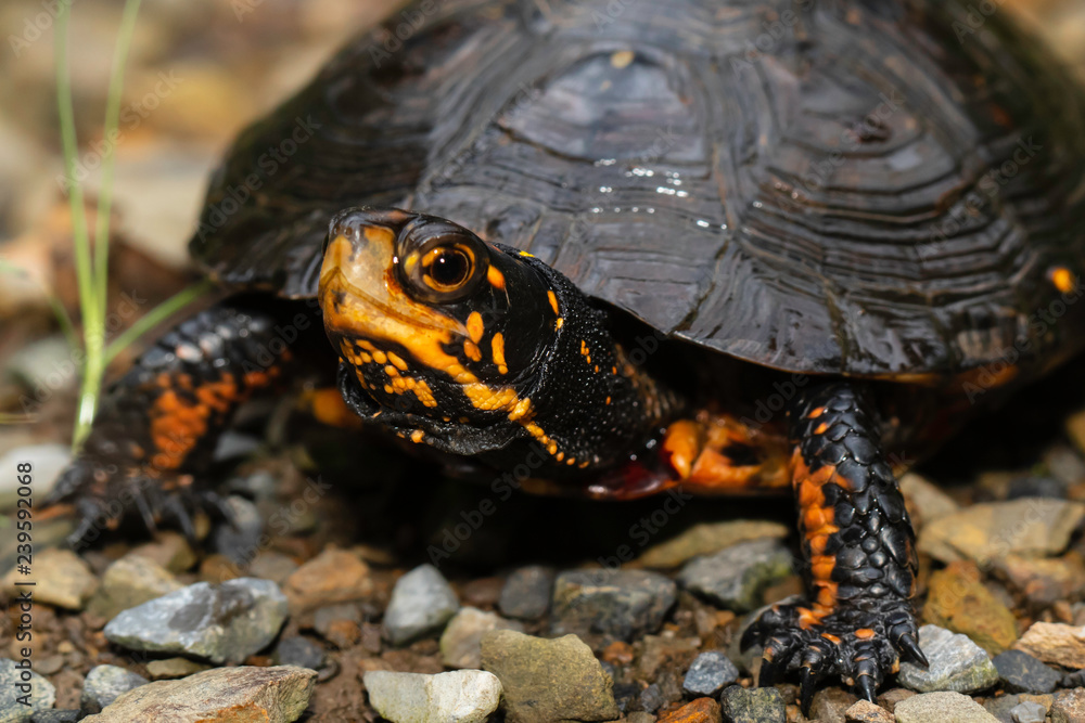 Close up of a spotted turtle - Clemmys insculpta Close up of a spotted turtle - Clemmys insculpta