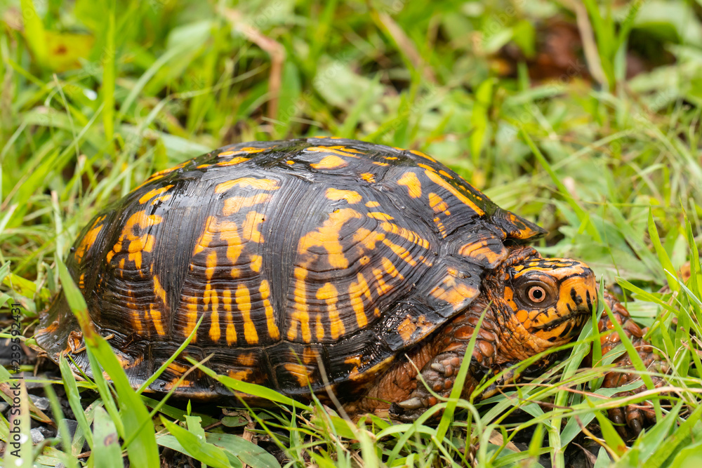 Eastern box turtle - Terrapene carolina carolina Eastern box turtle - Terrapene carolina carolina