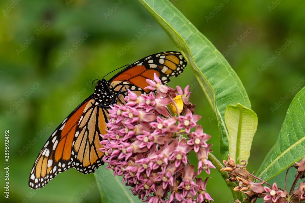 Monarch butterfly feeding on milkweed flowers - Danaus plexippus Monarch butterfly feeding on milkweed flowers - Danaus plexippus