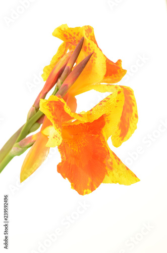 Yellow and Orange Canna Flower on White Background