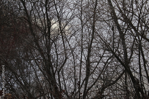 barren branches in winter