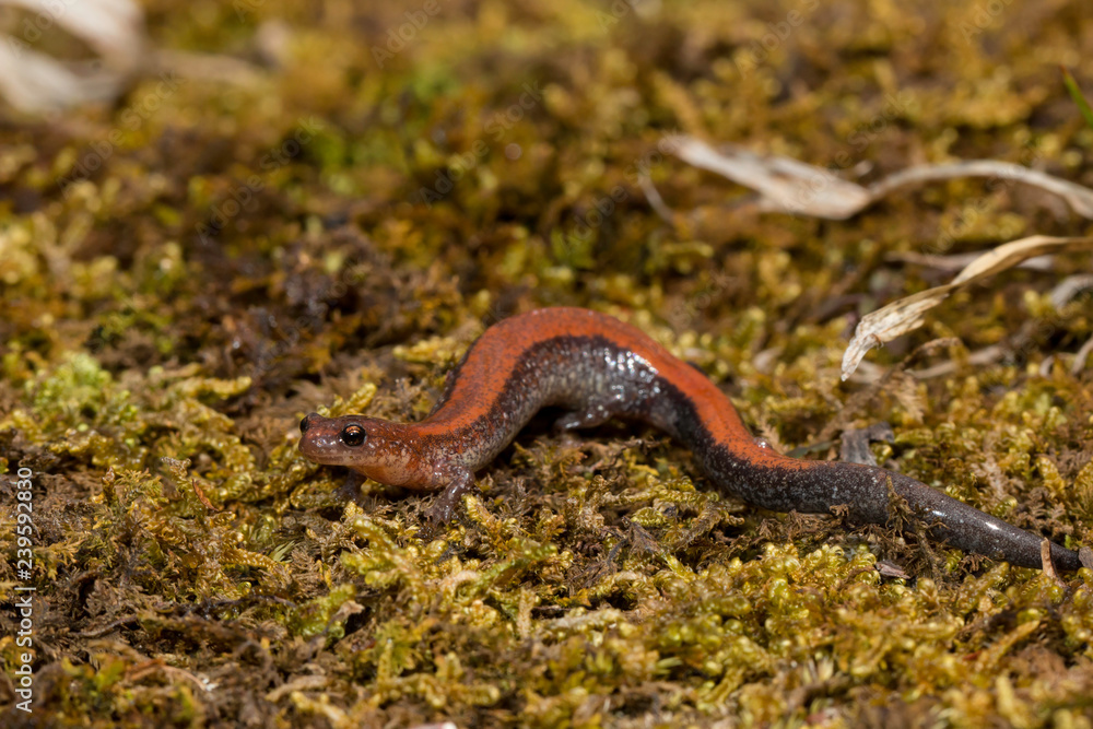 Redback salamander - Plethodon cinereus Redback salamander - Plethodon cinereus