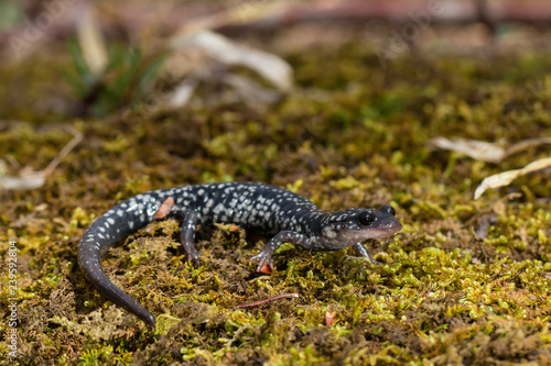 Slimy salamander on moss - Plethodon glutinosis
