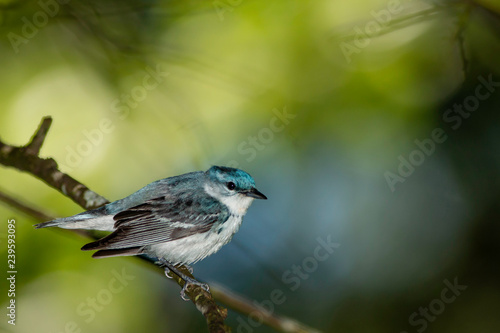 Male cerulean warbler - Setophaga cerulea