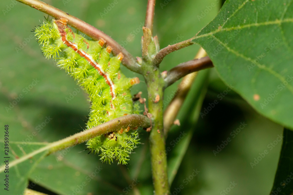 IO moth caterpillar - Automeris io IO moth caterpillar - Automeris io